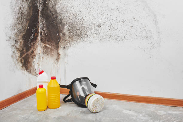 Best Mold Damage Repair  in Upper Pohatcong, NJ