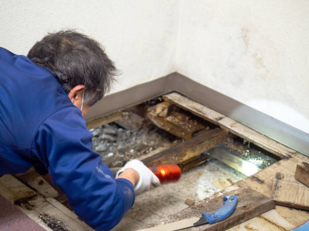 Best Office Mold Removal Services  in Upper Pohatcong, NJ