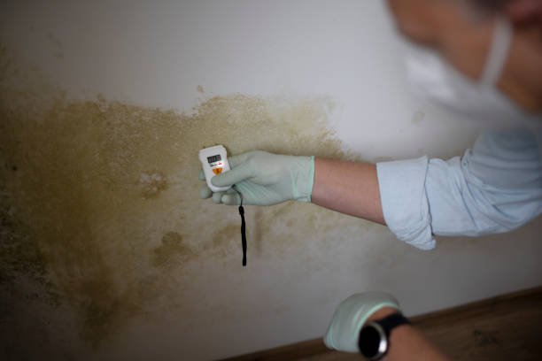 Office Mold Removal Services in Upper Pohatcong, NJ