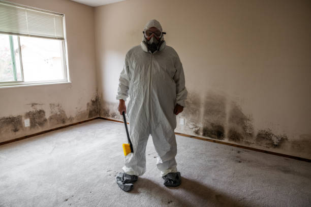 Best Mold Removal and Inspection  in Upper Pohatcong, NJ