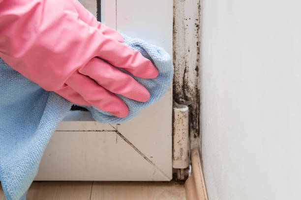 Best Black Mold Removal  in Upper Pohatcong, NJ